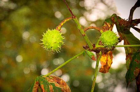 Immature pieksig fruits