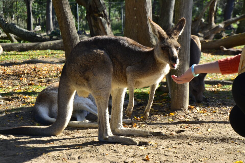 Wildlife native cute