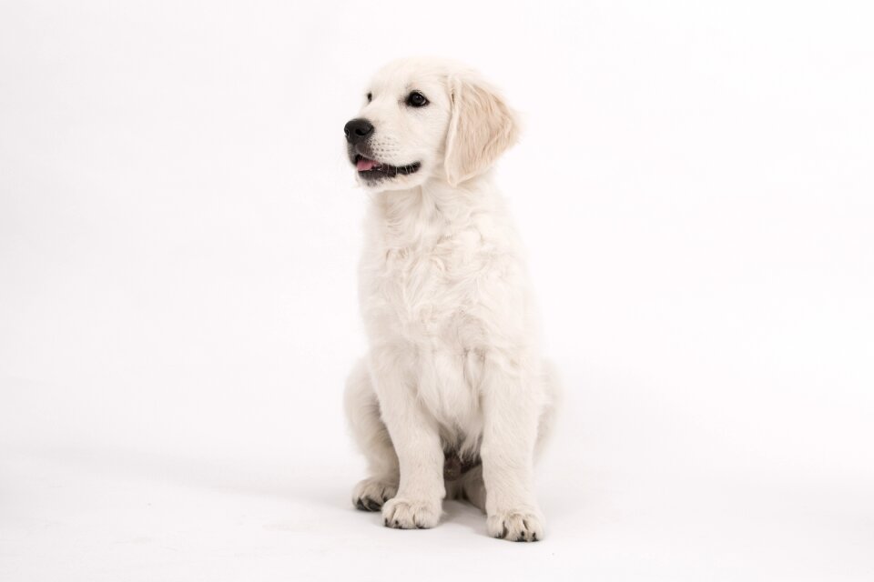 Purebred dog cute pet