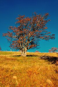 Season autumn plant