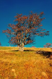 Season autumn plant photo