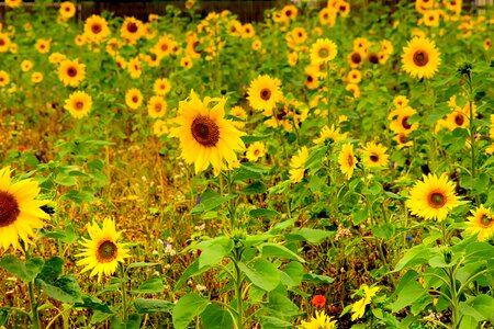 Bloom sunflower field yellow