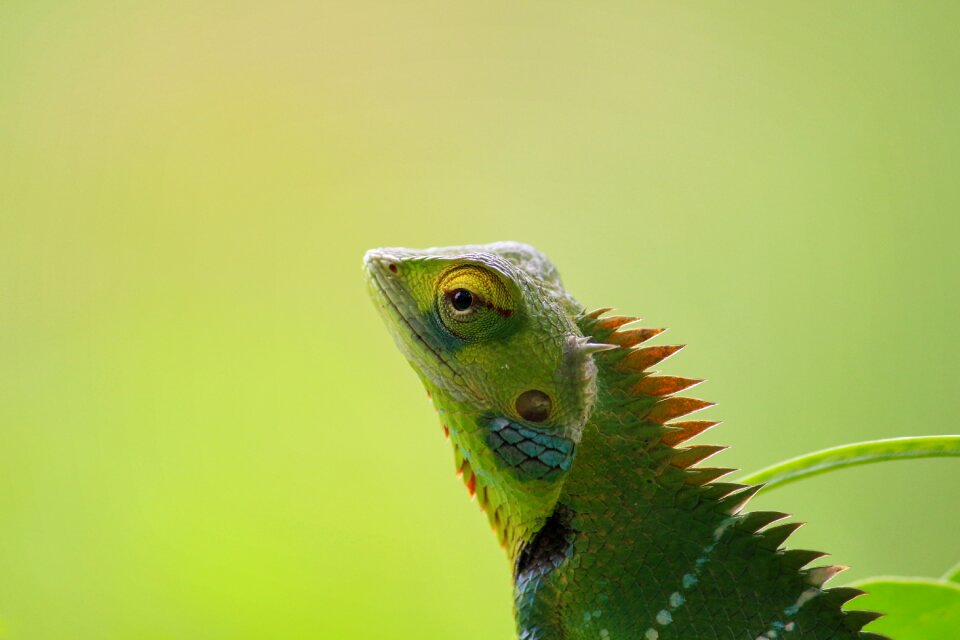 Wildlife nature colorful
