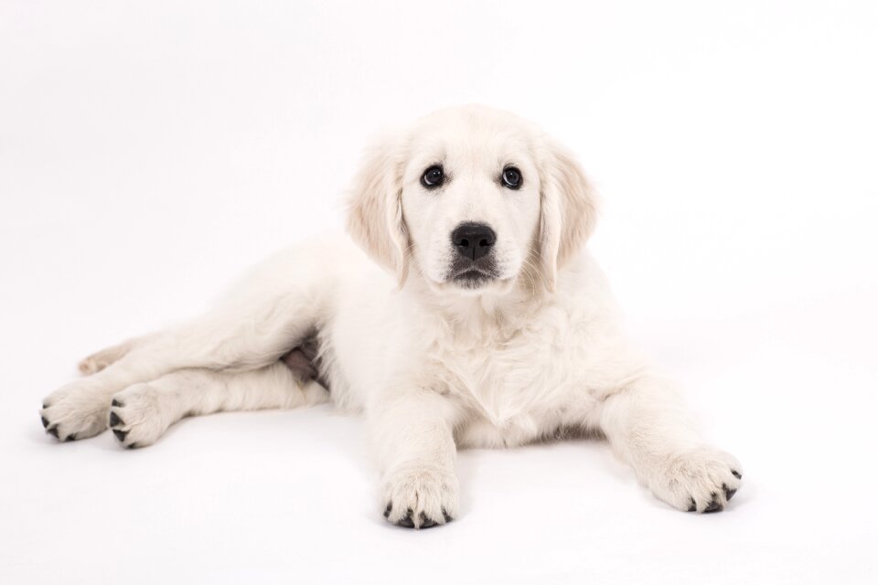 Purebred dog cute pet