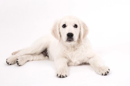 Purebred dog cute pet photo