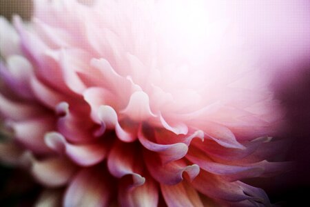 Pink petals bokeh photo