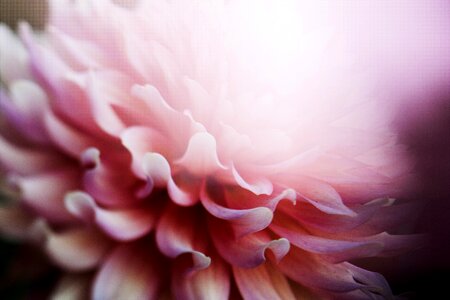 Pink petals bokeh