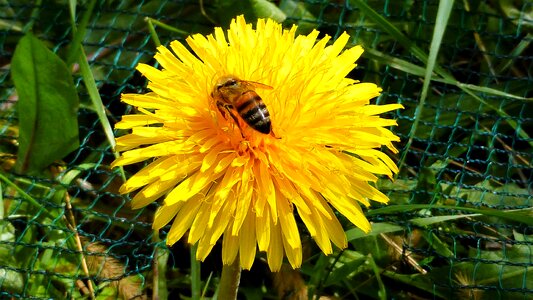 Flower summer outdoor