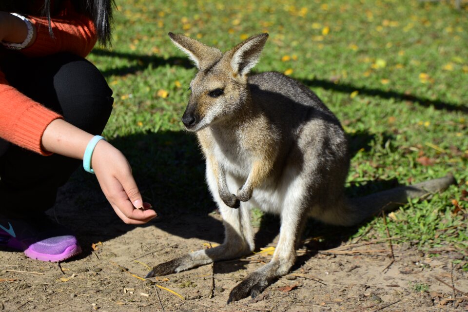 Wildlife native cute