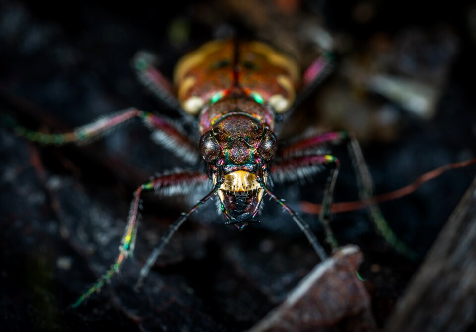 Living nature animals macro
