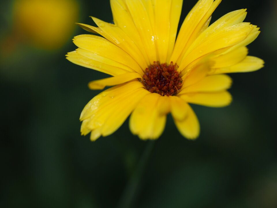 Yellow flower blossom bloom