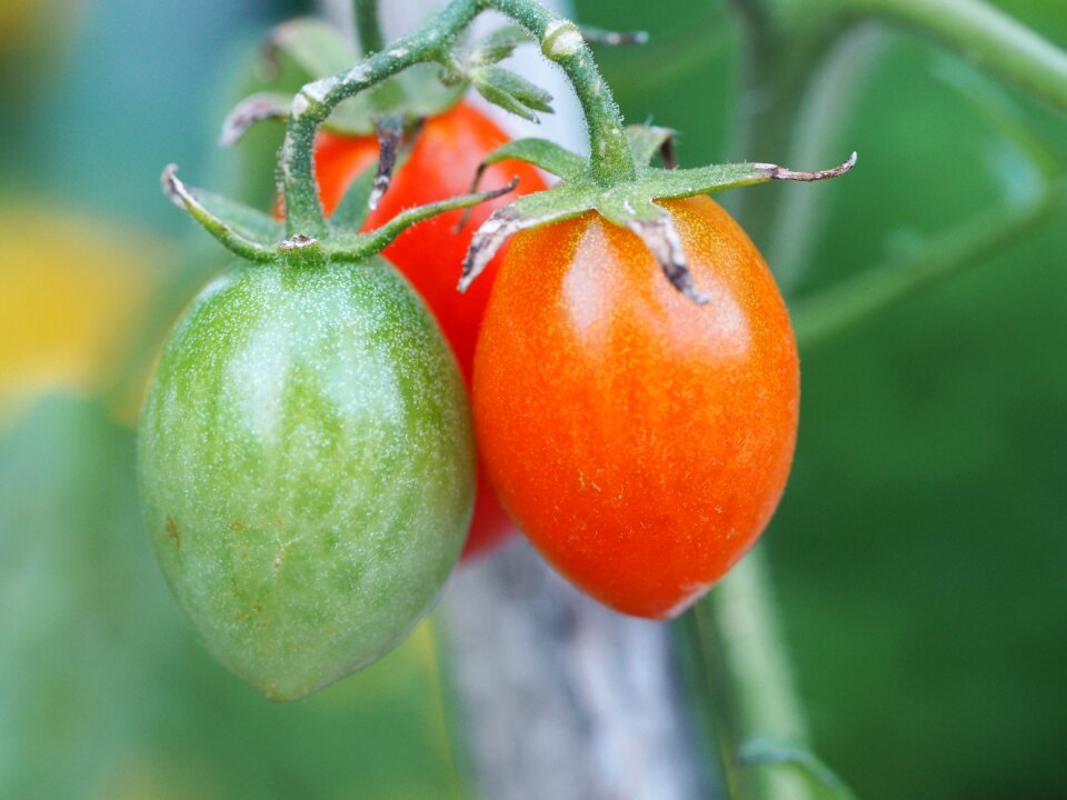 Red healthy eat