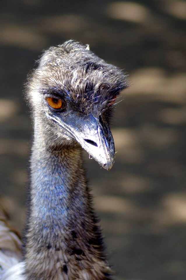 Beak eye the head of the