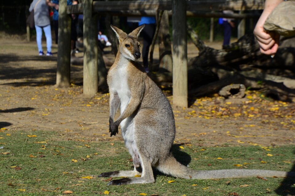 Wildlife native cute