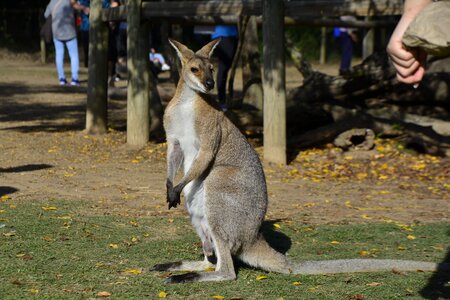 Wildlife native cute