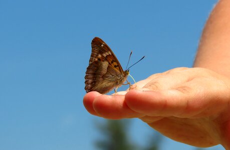 Summer proboscis purple emperor