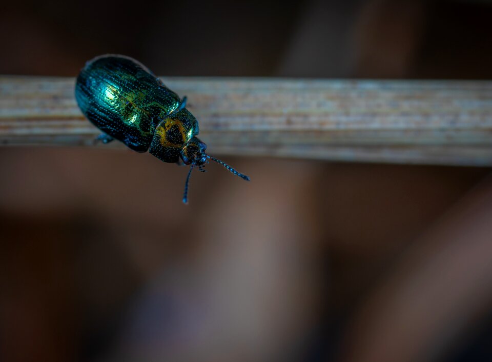 No one beetle beetle-steed