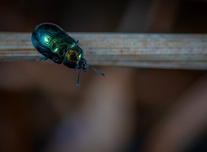 No one beetle beetle-steed