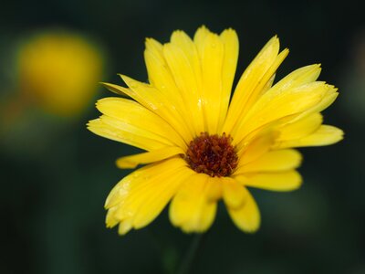 Yellow flower blossom bloom