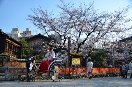 Kyoto sakura spring