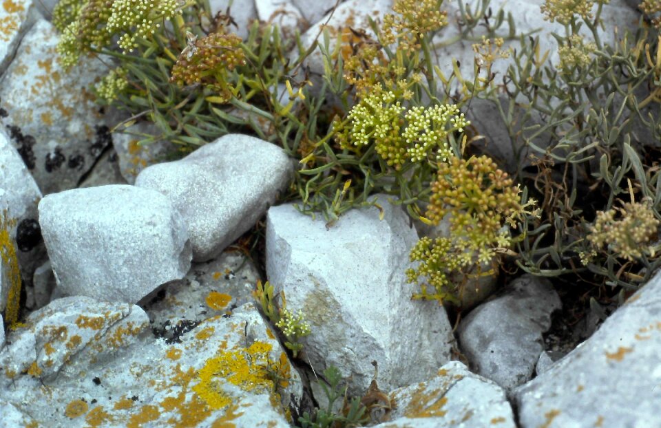 Stone flora tree
