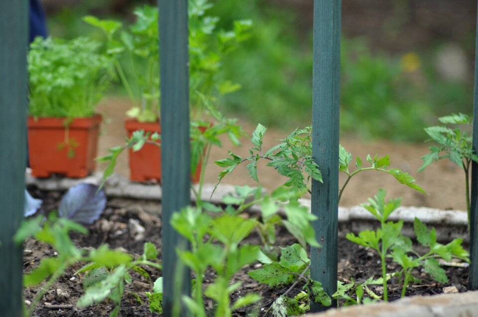 Plant outdoors soil