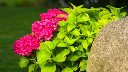 Flower garden summer