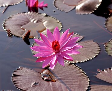 Nature beautiful lily