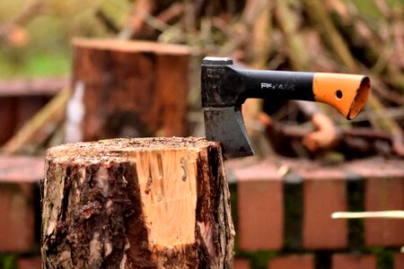 An outbreak of log forest photo