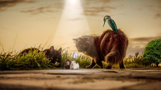 Sunset wildlife beautiful