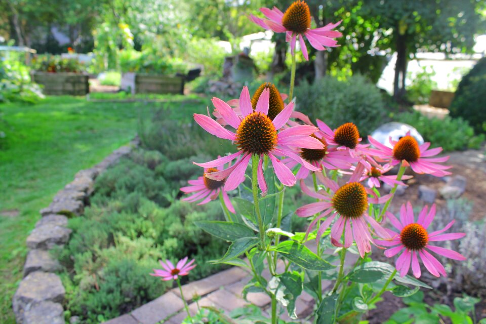 Nature floral plant