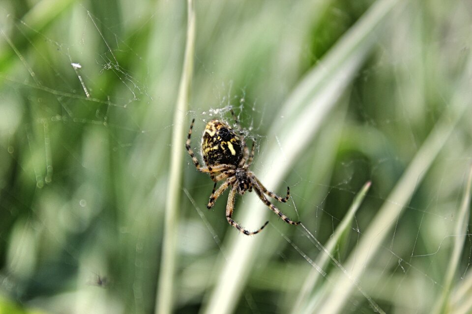 Nature summer spiders