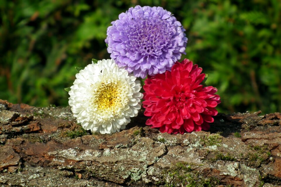 Aster summer garden
