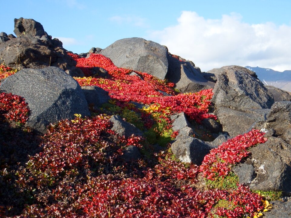 Tundra autumn road