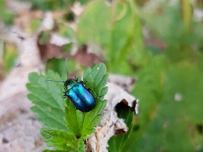 Leaf beetle insect blue-green photo