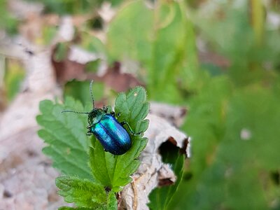 Leaf beetle insect blue-green
