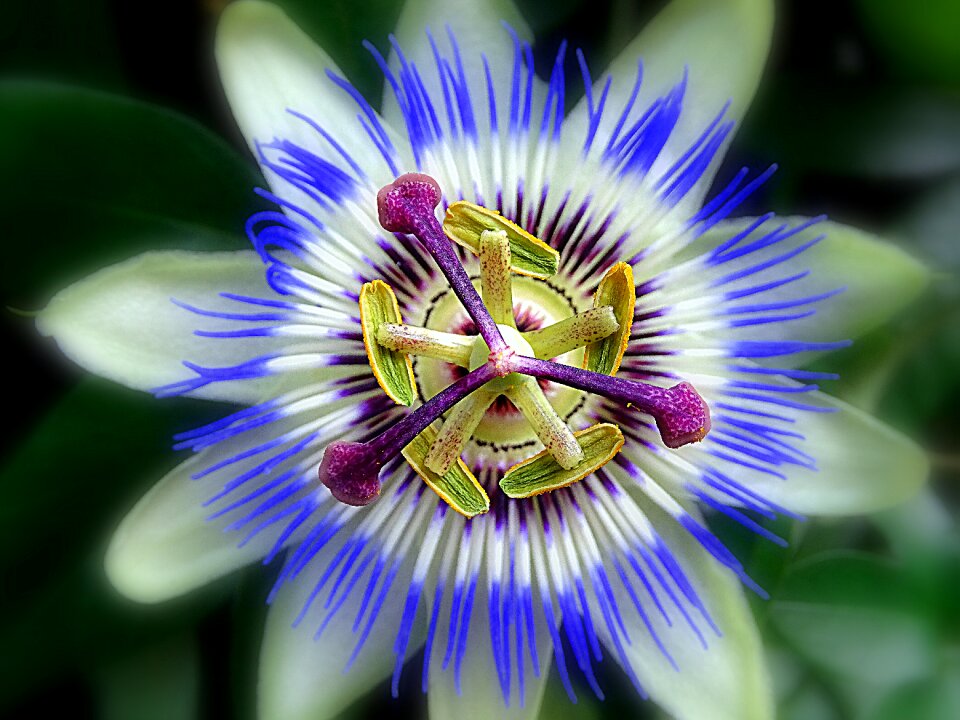 Flora garden exotic