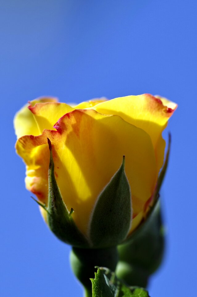 Sky blue flower