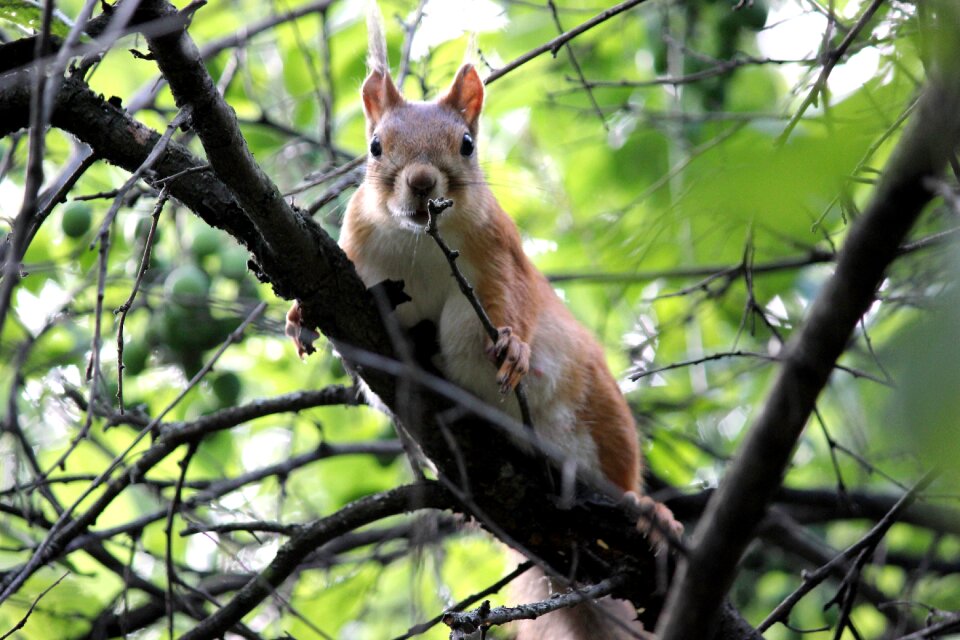 Forest life animal animal world