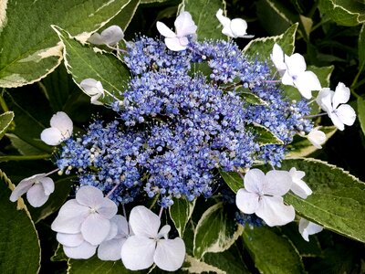 Purple white blossoms