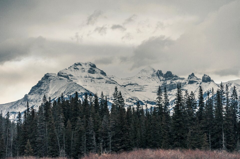 Summit peaks forests