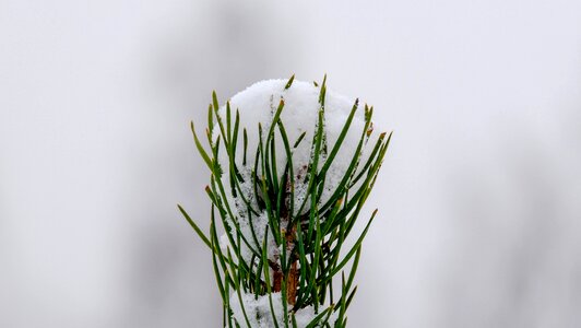 Shoots bright winter