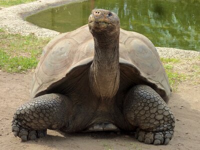 Long neck carapace reptile
