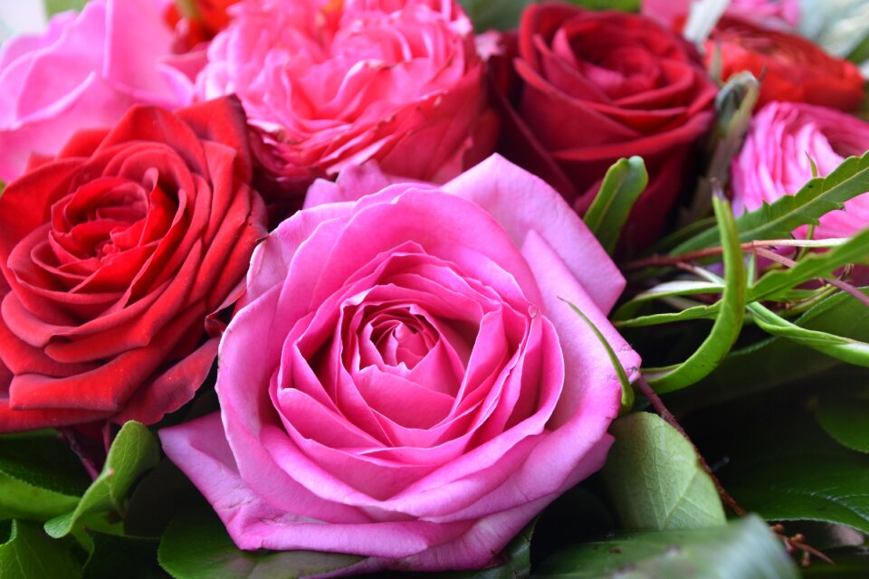 Bouquet of flowers nature pink