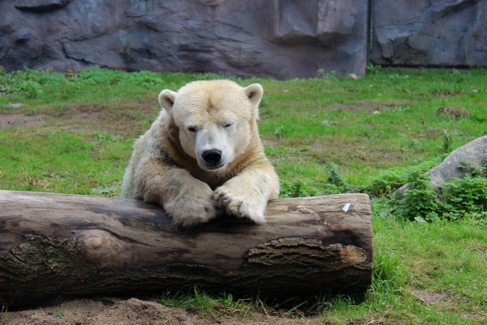 Zoo mammal animal world