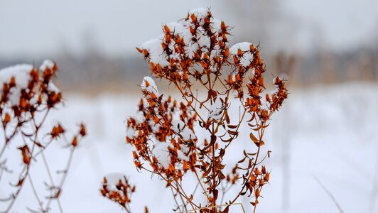 Tree winter plant photo