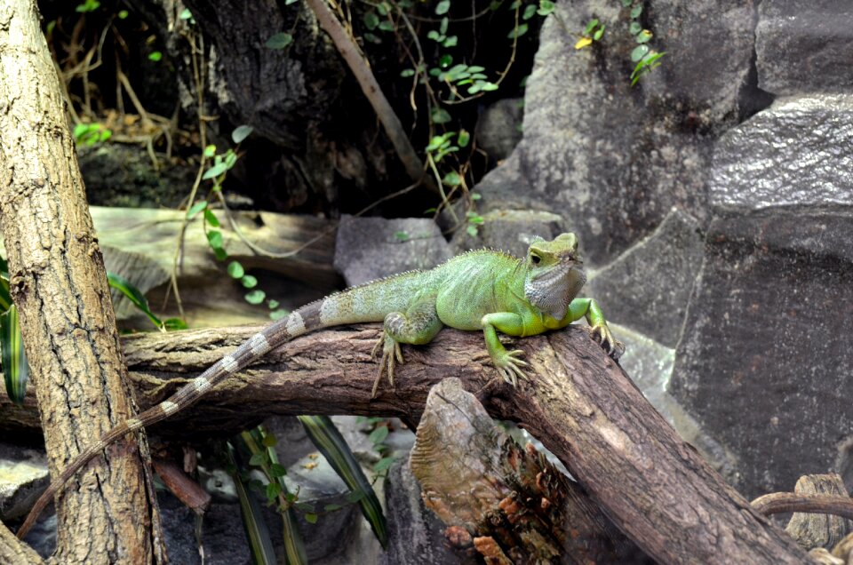Animal animal world lizard