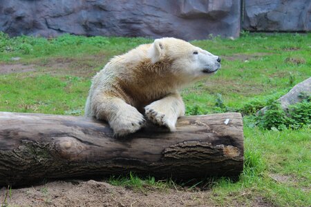 Zoo mammal animal world