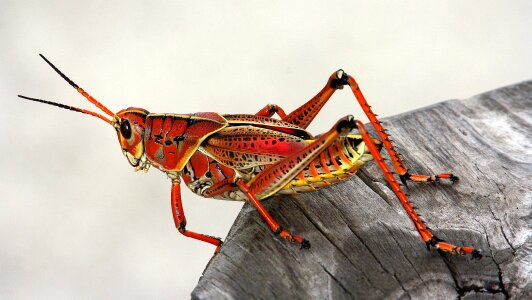 Red animal fauna