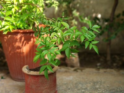 Natural leaves happiness